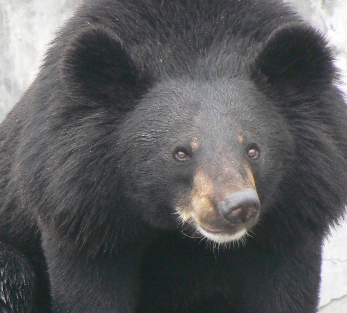 Asiatic black bear_U thibetanus_Sichuan China captive_ large ears_D. Garshelis