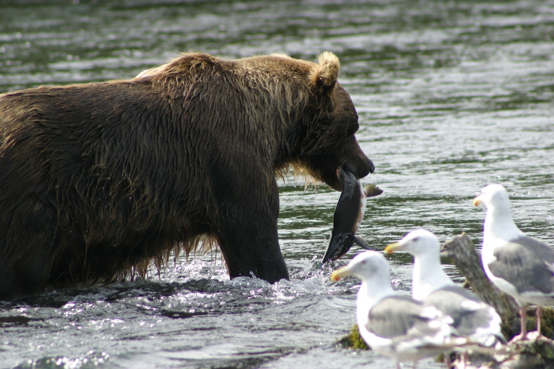 Brown bear_U arctos_east coast Russia_feeding on salmon_I Seryodkin