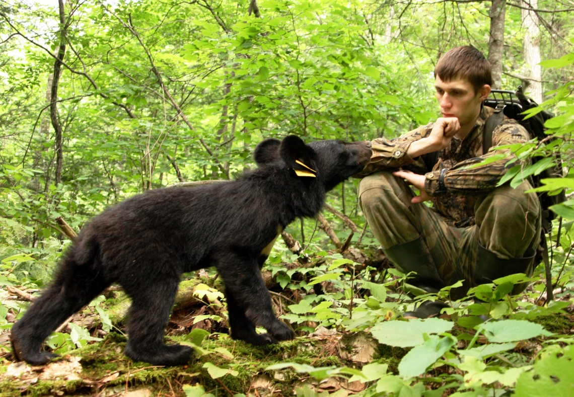 Asiatic black bear_U thibetanus_Russian Far East_experimental work with orphaned cub_S Kolchin